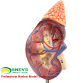 KIDNEY04 (12433) modèle anatomique de rein de santé de taille de grandeur dans 2 parties